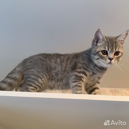 Котята шотландцы вислоухие