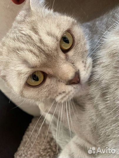 Британские котята