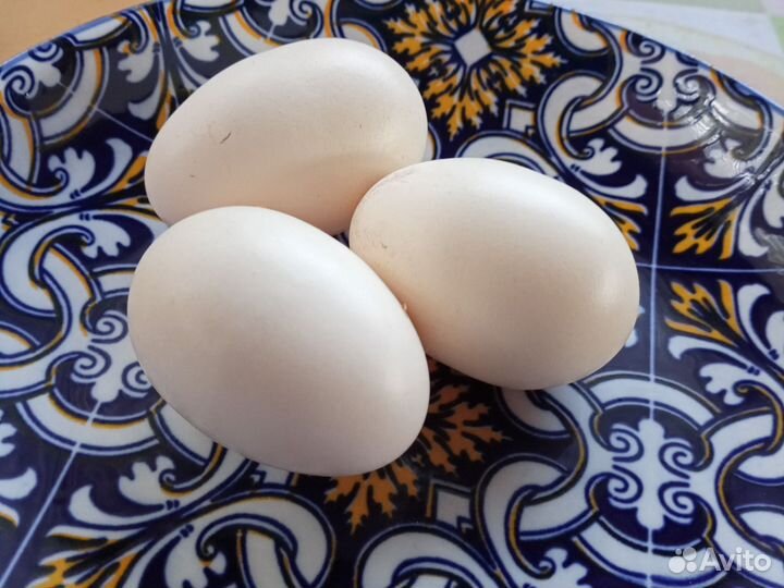 Инкубационное яйцо