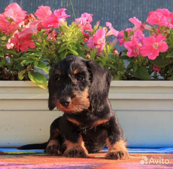 Кролик жесткошерстный