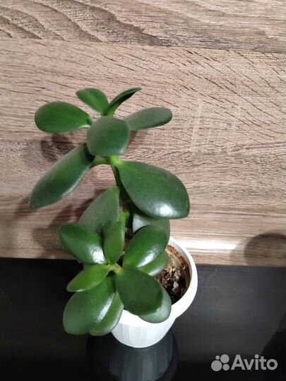 Крассула денежное дерево