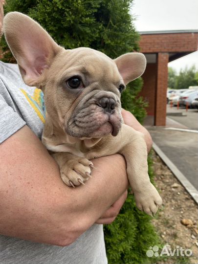 Французский бульдог щенок мальчик 3 месяца