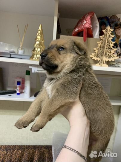 Щенок, помесь лайки