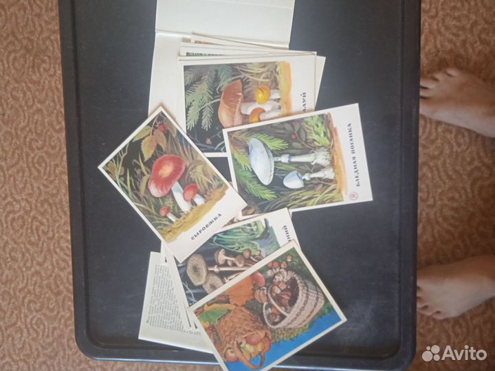 Открытки СССР 1971 грибы