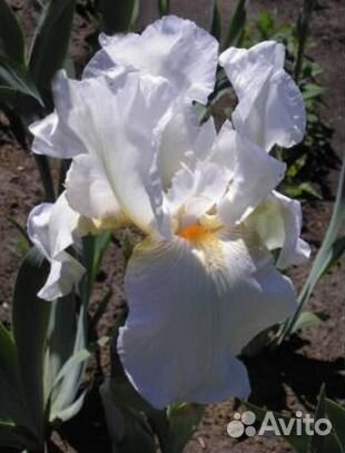 Многолетники