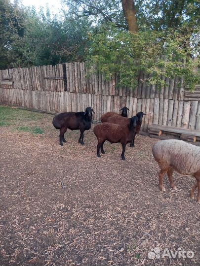 Гиссарский баран