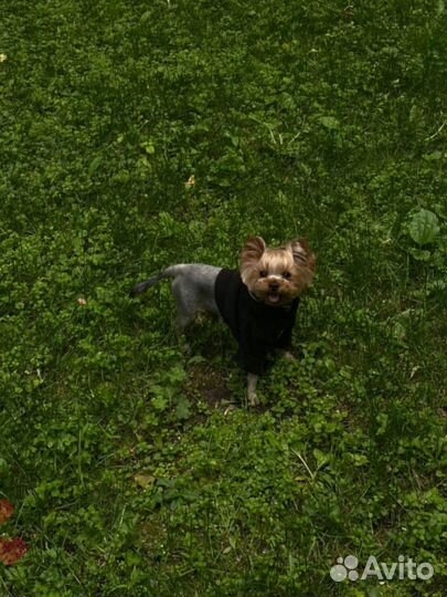 Йоркширский терьер мини, вязка,кобель