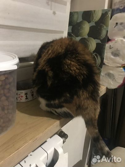 Кошка в дар трехцветная Диско Шар