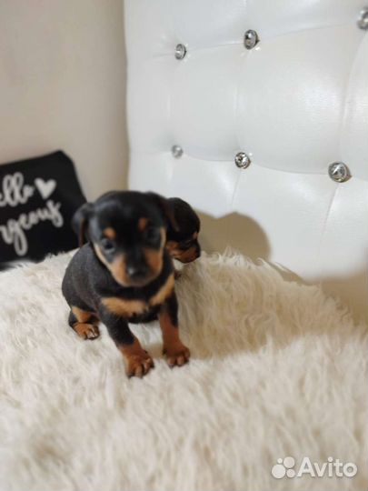 Той-терьеры, чихуахуа, карликовые пинчеры