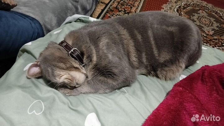 Кот на вязку