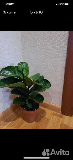 Ассортимент Аглонем.Фикусы лиратто.Беджамино