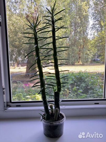 Аустроцилиндропунция