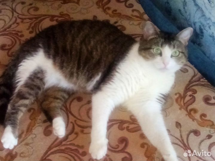 Кошка Милка в добрые руки