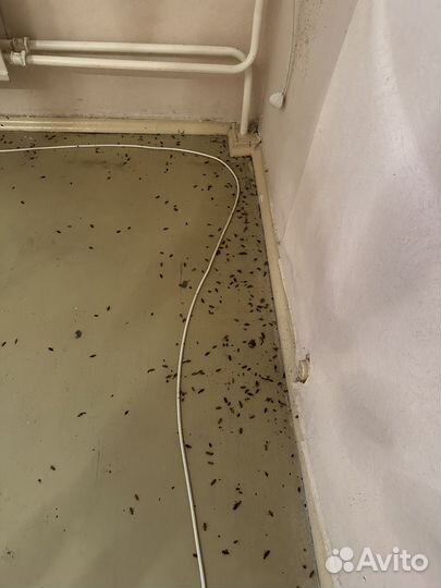 Уничтожение клопов,тараканов,плесени.Дезинфекция