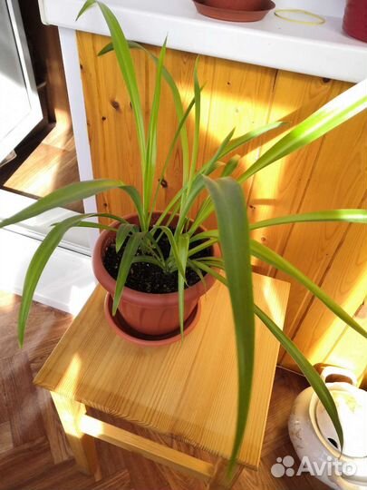 Хлорофитум