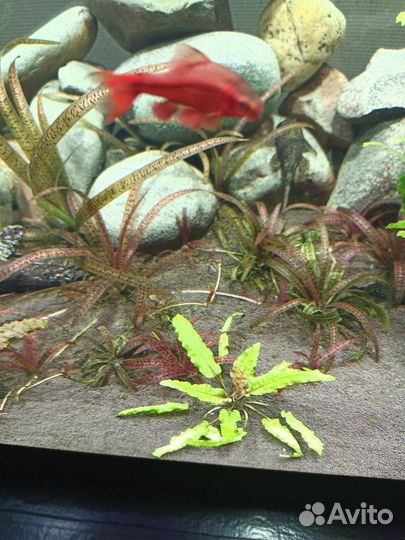 Аквариумные рыбки и растения