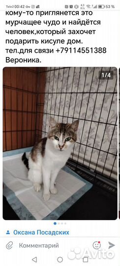 Кошечка ищет дом