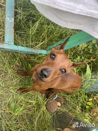 Цвергпинчер