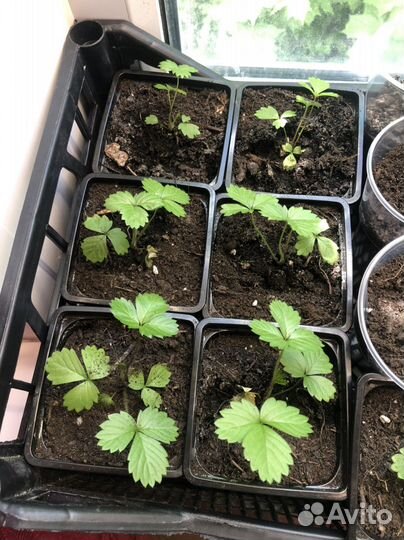 Рассада томата для балкона, земляники