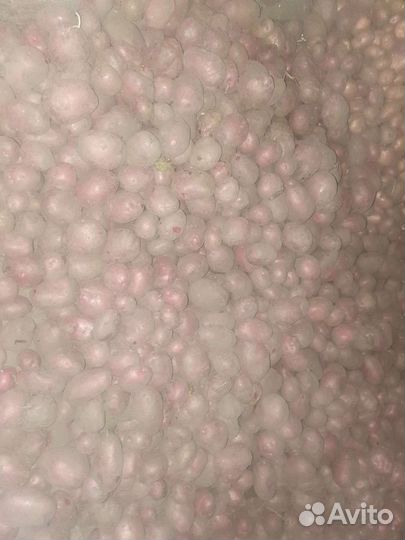 Картофель Уника,Сарпо мира,Сынок