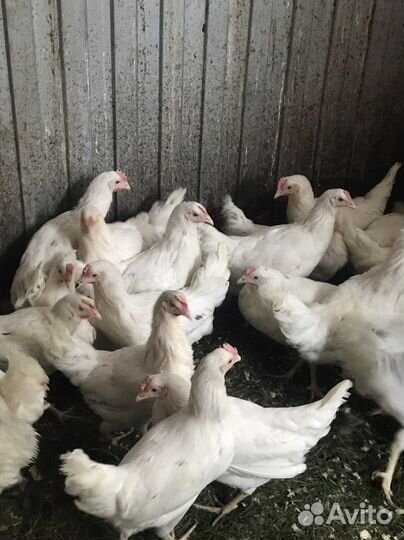 Куры породы Коралл 6 месяцев уже несутся