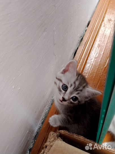 Котик в добрые руки