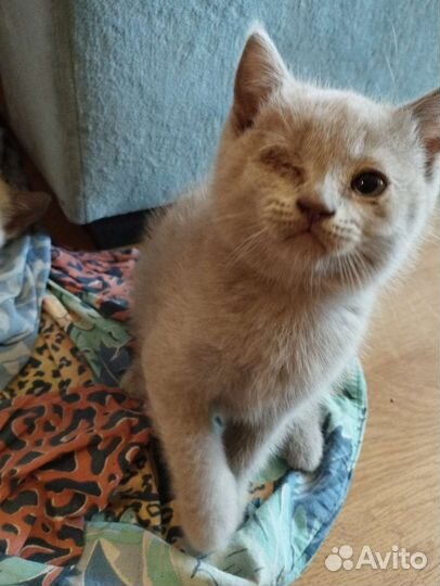 Особенный котенок