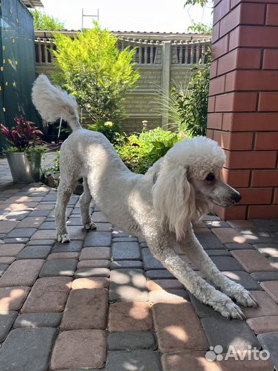 Вязка средного малого пуделя