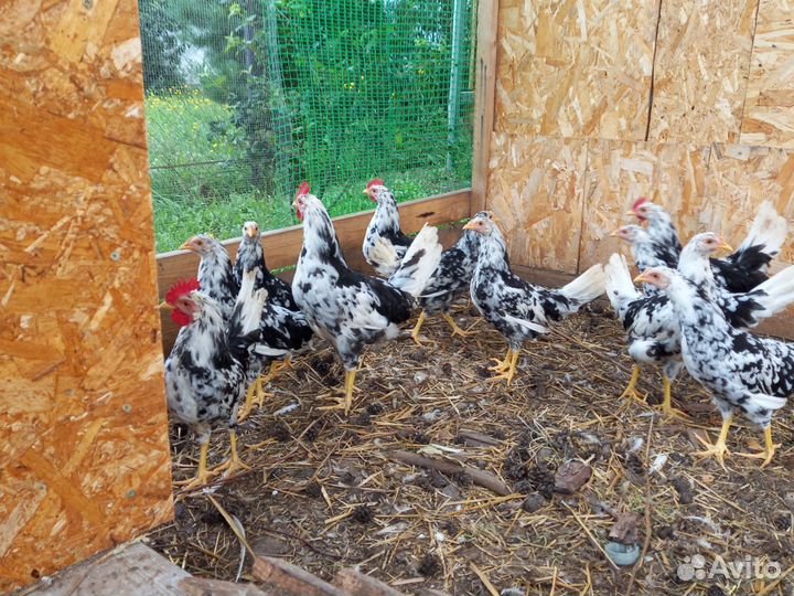 Легорн долматинец чистокровные петушки