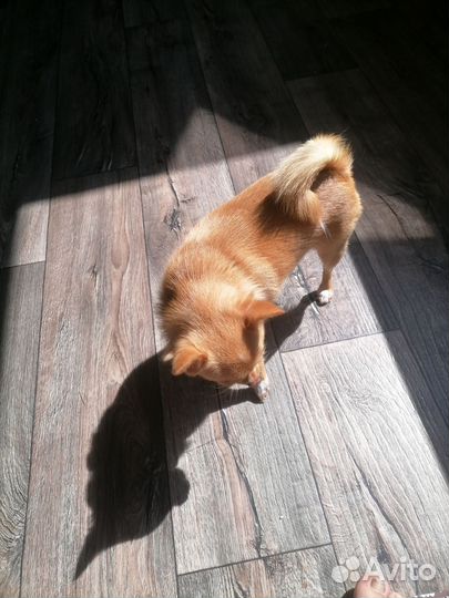 Продам собачку чиха- хуа девочка возраст 1 год