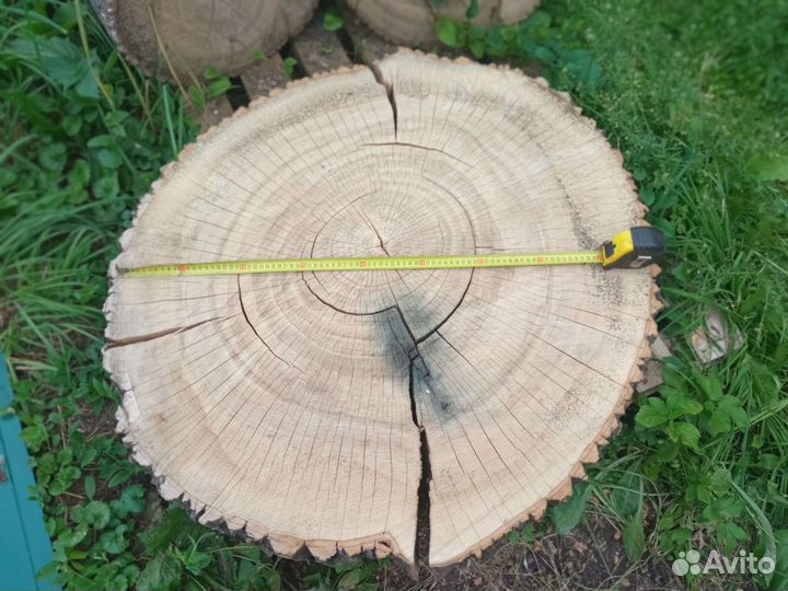 Поперечный спил ясеня