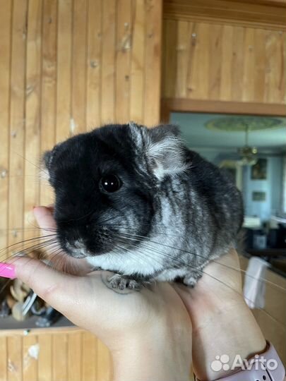 Шиншилла черный бархат