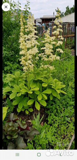 Клопогон и Роджерсия