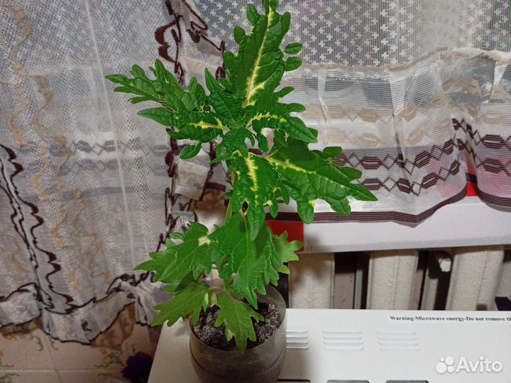 Колеус сортовой