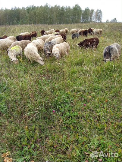 Продается Овцы 36 голов