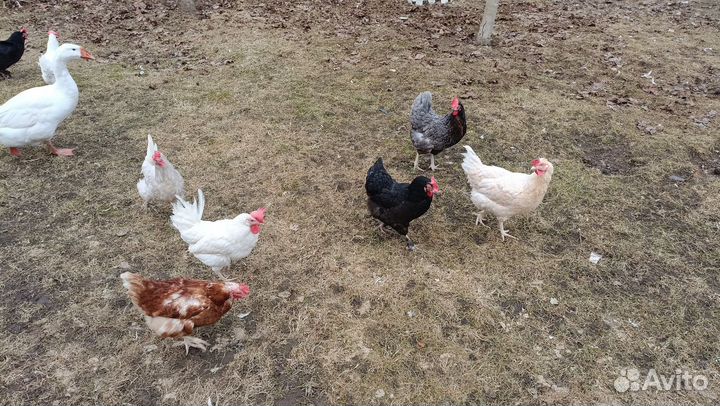 Домашние куриные яйца