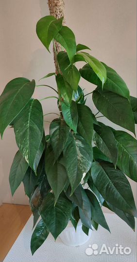 Эпипремнум Пинатум Вайт