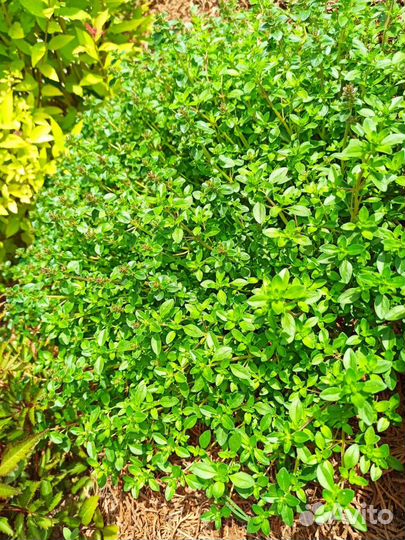 Чабрец тимьян