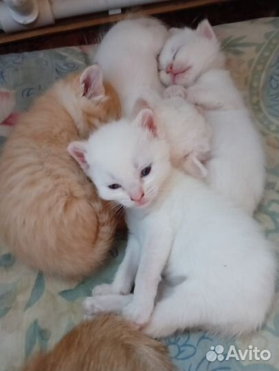 Только В добрые.хорошие, любящие руки