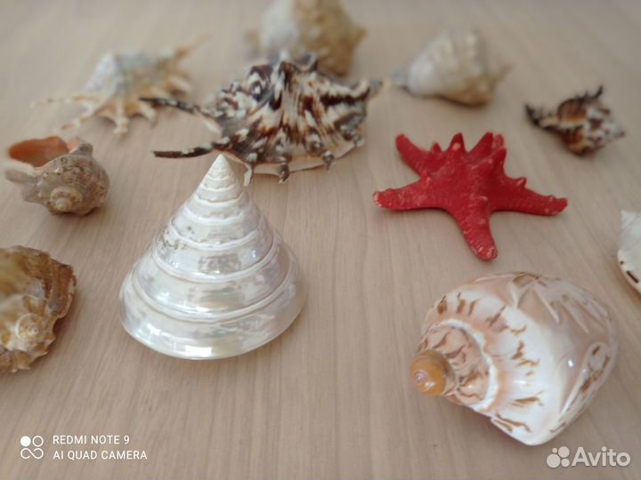 Ракушки для аквариума (набор) 11 штук