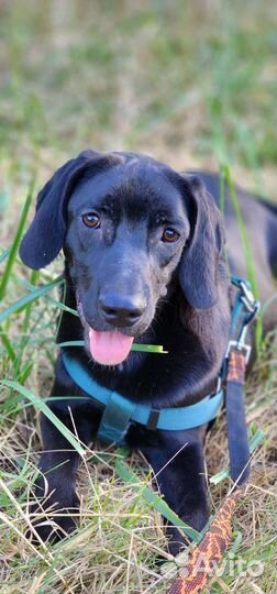 Кай в добрые ручки