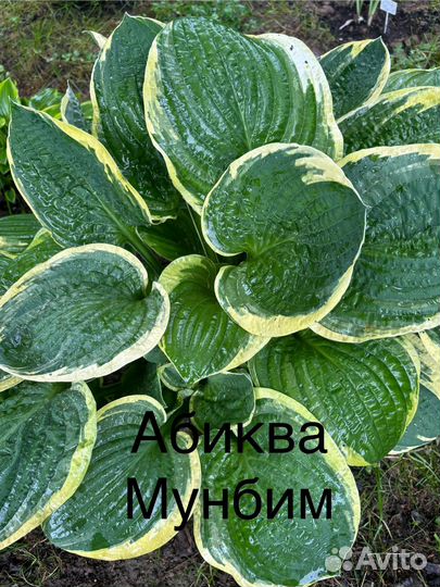 Хоста растение набор