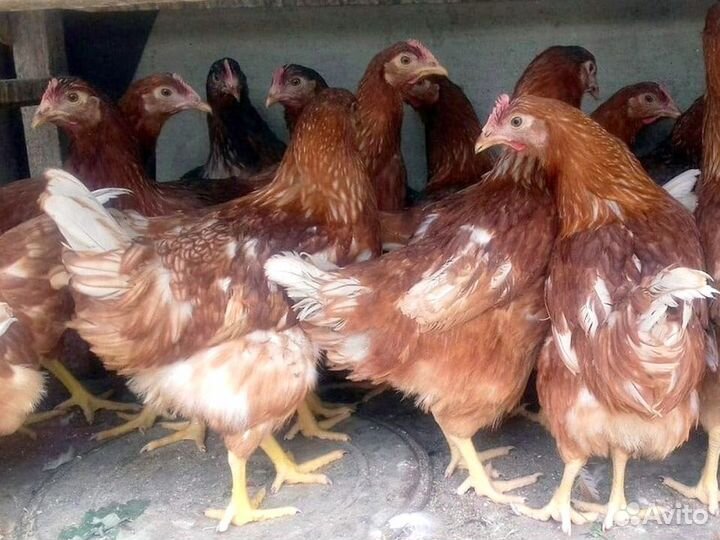 Куры Несушки, Бесплатная доставка