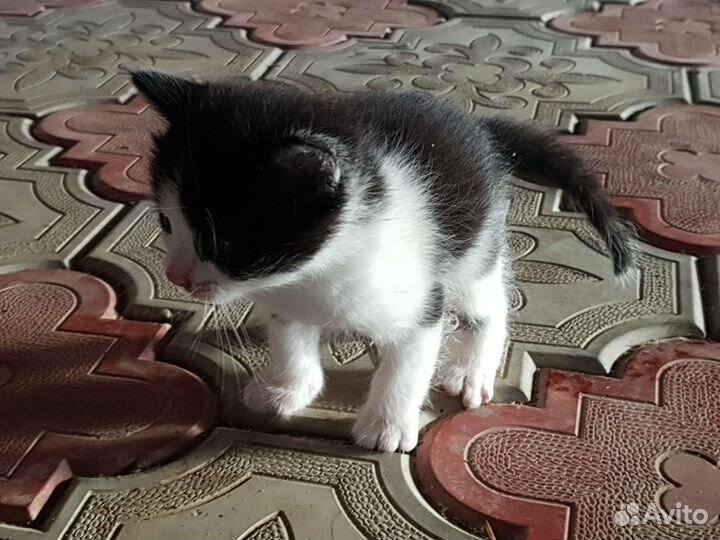 Котята в добрые руки бесплатно