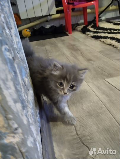 Котята курильский бобтейл