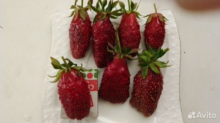 Рассада клубники