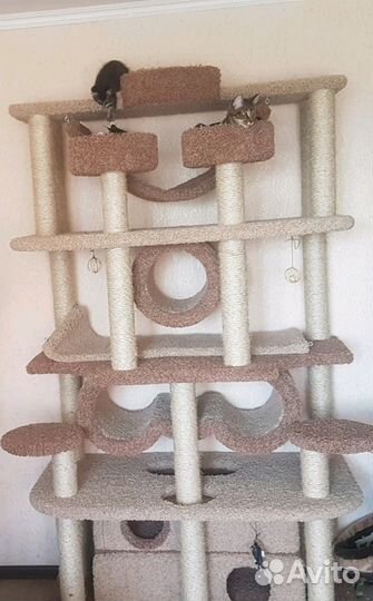 Когтеточка Кошачий Комплекс