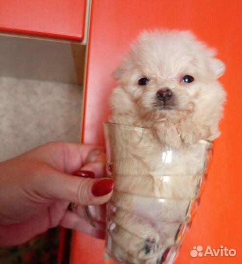 Мальтипу помапу