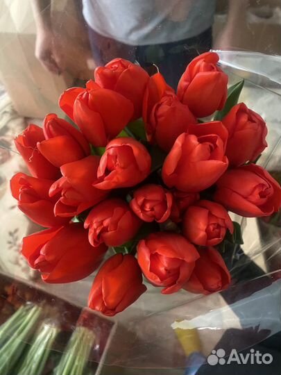 Тюльпаны с луковицей