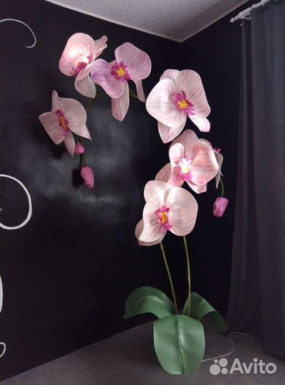 Орхидеи продажа